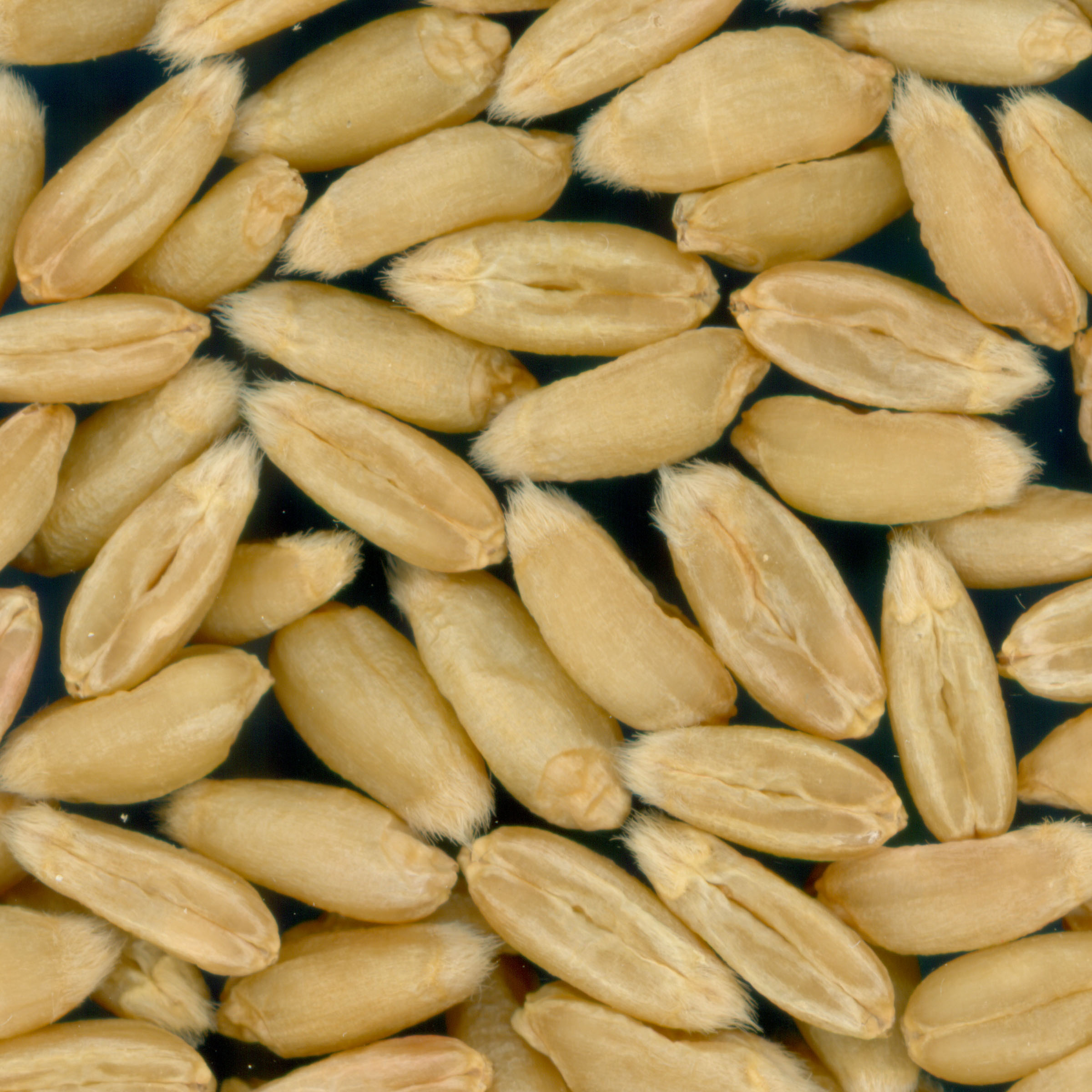 Click for 2 image(s) for this accession. KERNELS